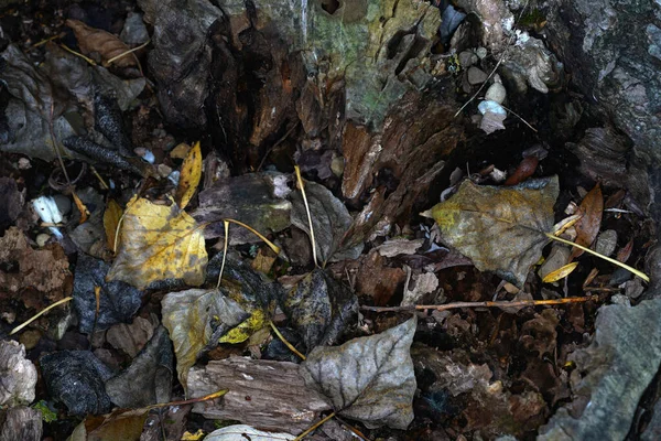 森林地面上一片泥泞的老叶的特写镜头 — 图库照片
