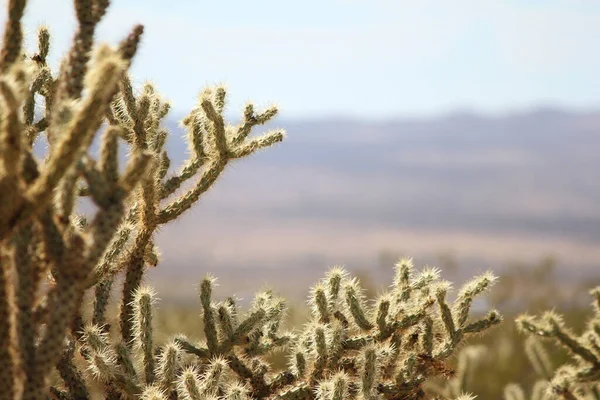 Primer Plano Enfoque Selectivo Cactus —  Fotos de Stock