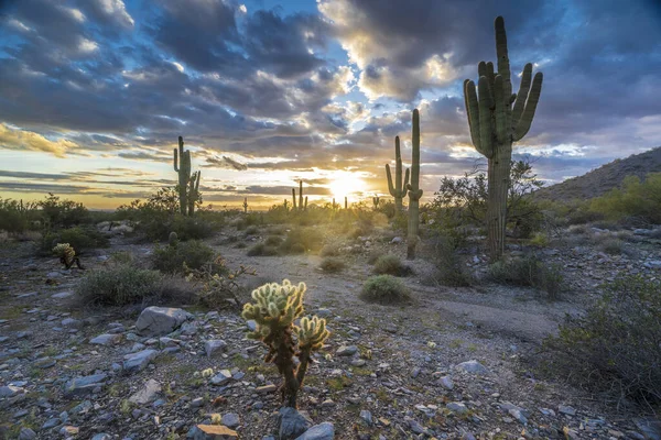 The image shows the sun setting through the desert vegetation and lighting up a cholla cactus in the foreground and the clouds above