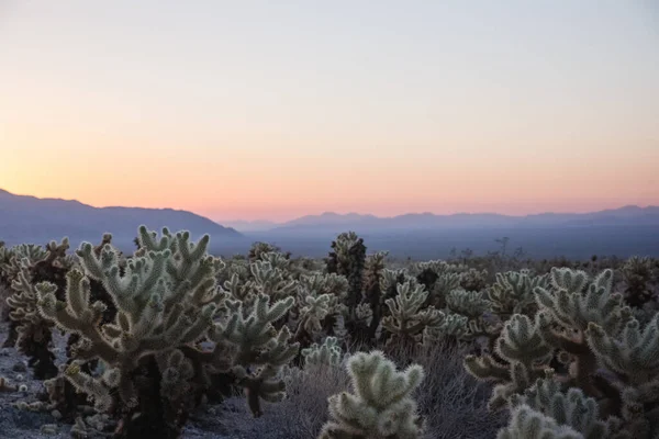 Потрясающий Пейзаж Пустыни Видом Национальный Парк Джошуа Три Южной Калифорнии — стоковое фото
