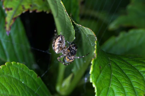 葉の近くのウェブ上の2本のクモのクローズアップショット — ストック写真