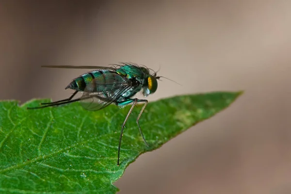 Closeup Shot Fly Green Leaf Blurred Background — Stock Photo, Image