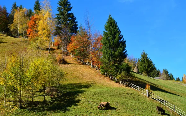 Hermoso Tiro Montañas Boscosas Bajo Cielo Despejado — Foto de Stock