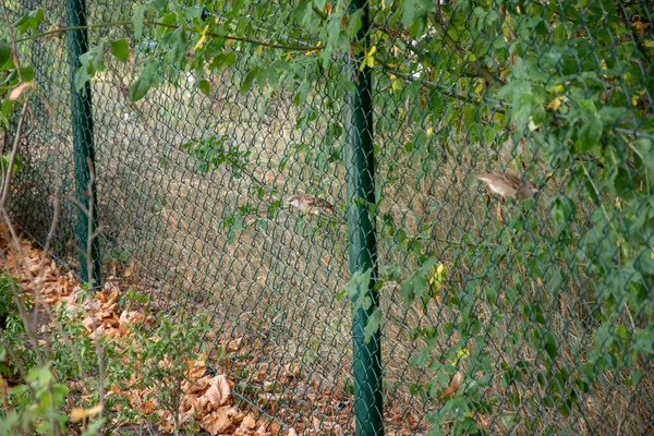 Ein Maschendrahtzaun Auf Dem Hintergrund Eines Baumes — Stockfoto