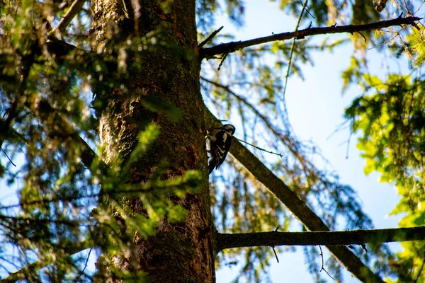 Enfoque Selectivo Pájaro Carpintero Moteado Árbol —  Fotos de Stock