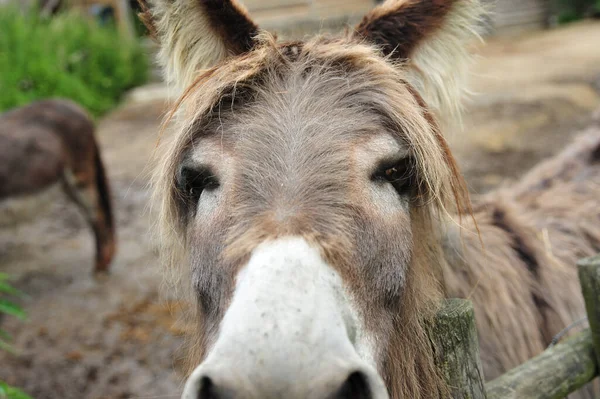 Närbild Rolig Söt Åsna Som Sniffar Kamera — Stockfoto