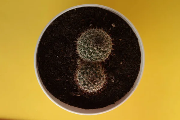 Vue Aérienne Cactus Dans Pot Plastique Blanc — Photo