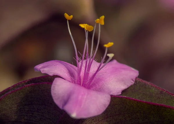 Gros Plan Une Belle Fleur Melastome Violet Dans Jardin — Photo