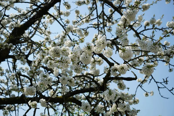 Eine Schöne Landschaft Eines Baumes Mit Kirschblüten Einem Garten — Stockfoto