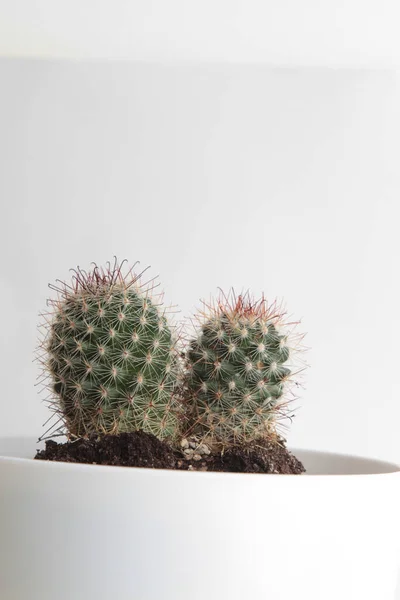 Een Close Shot Van Een Cactus Een Witte Plastic Pot — Stockfoto