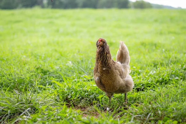 一只母鸡白天在草地上散步的特写镜头 — 图库照片
