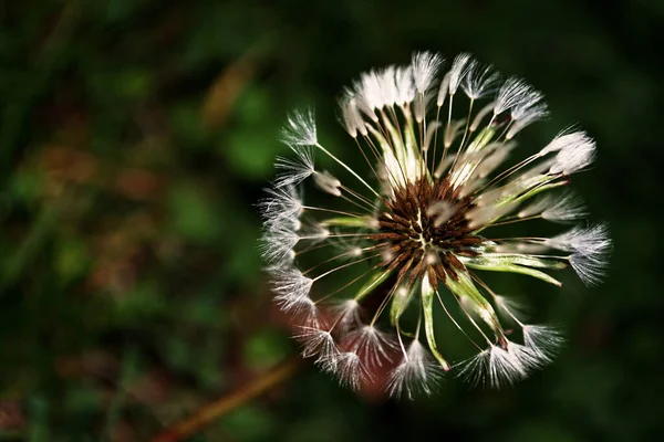 Una Vista Superior Diente León Campo Bajo Luz Del Sol —  Fotos de Stock