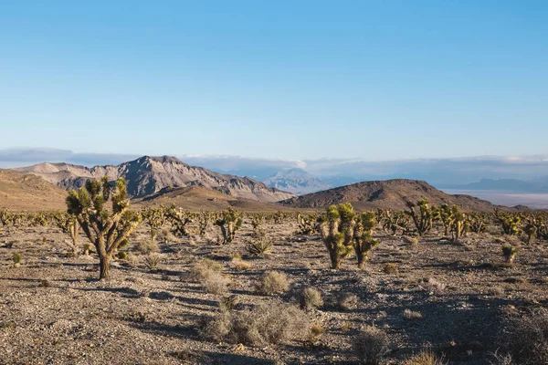 南カリフォルニアのジョシュアツリー国立公園の素晴らしい砂漠の風景 — ストック写真