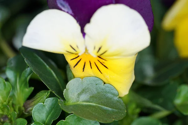 Closeup Shot Beautiful Pansy Flower Blurred Background — Stock Photo, Image