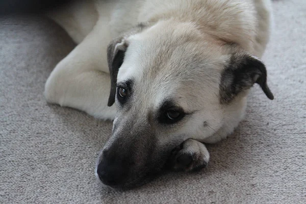 地面に寝そべっているかわいいマグヤガーの犬の高角度のクローズアップショット — ストック写真