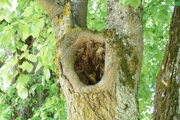 Primo Piano Grande Buco Tronco Albero Vicino Rami — Foto Stock