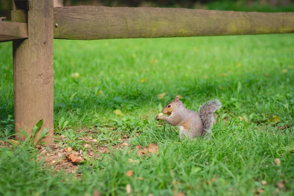 Closeup Shot Squirrel Holding Nut While Standing Grass — Stock Photo, Image