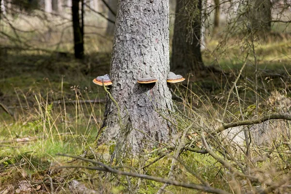 Vilda Svampar Växer Ett Träd Ett Fält Solljuset Med Suddig — Stockfoto