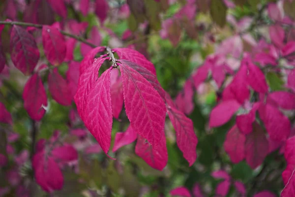 Gros Plan Feuilles Buisson Brûlantes Sous Lumière Soleil Avec Fond — Photo