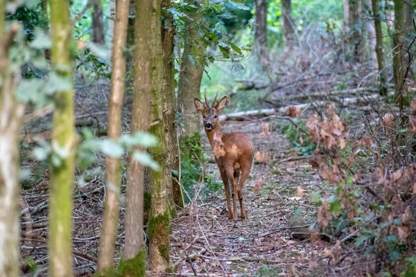 森の中で鹿の選択的フォーカスショット — ストック写真