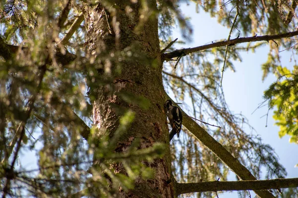 Eine Selektive Fokusaufnahme Eines Buntspechts Auf Einem Baum — Stockfoto