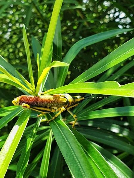 Een Verticaal Schot Van Een Sprinkhaan Insect Een Plant — Stockfoto