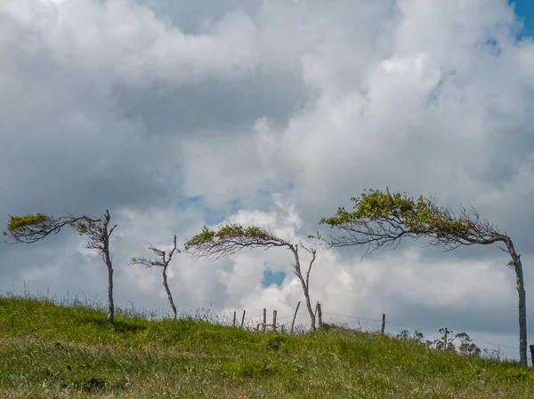 Nízký Úhel Záběru Stromů Podivným Způsobem Růstu Mírně Stoupající Louce — Stock fotografie
