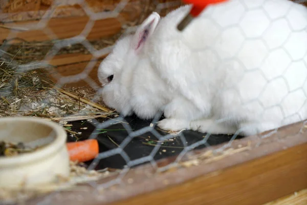 檻の中で食べ物を食べる白いウサギのクローズアップショット — ストック写真