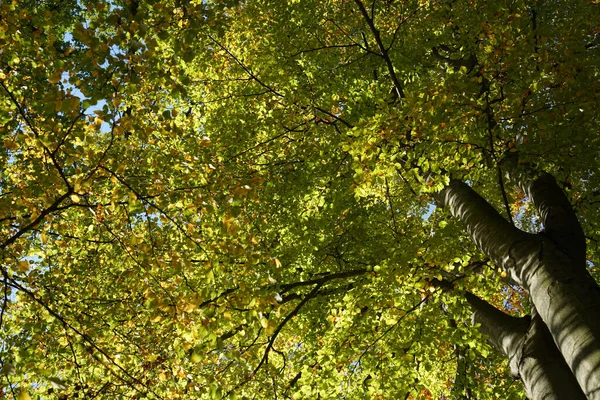 Nízký Úhel Záběru Jasně Zelených Listů Stromě — Stock fotografie