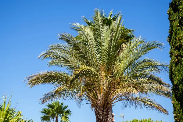 Mavi Arkaplanda Bir Palmiye Ağacının Alçak Açılı Görüntüsü — Stok fotoğraf