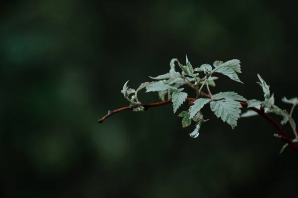 特写植物叶子的选择性特写特写镜头 — 图库照片