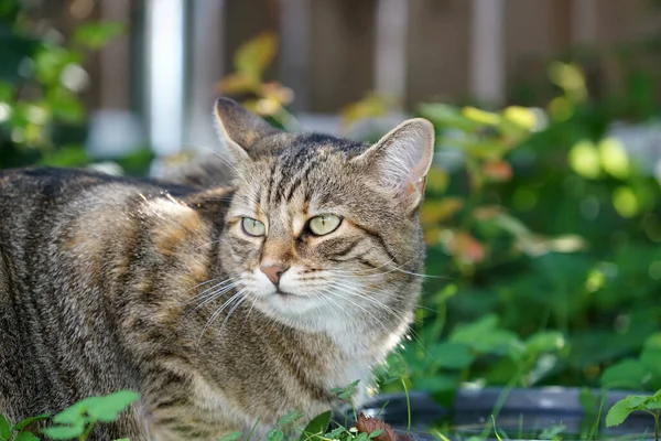 Eine Selektive Fokusaufnahme Einer Niedlichen Katze — Stockfoto