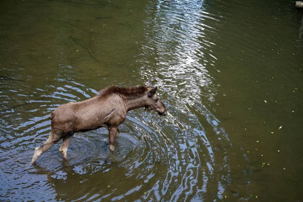 Brown Female Moose Walking Water — Stock Photo, Image