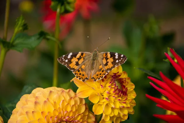 Gros Plan Beau Papillon Sur Une Fleur — Photo