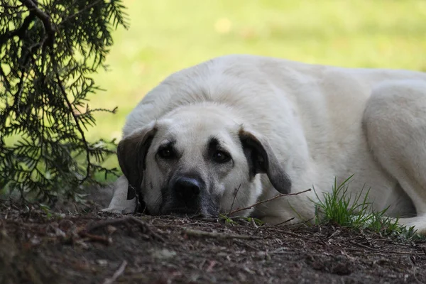 Tiro Close Cão Branco Bonito Descansando Parque — Fotografia de Stock