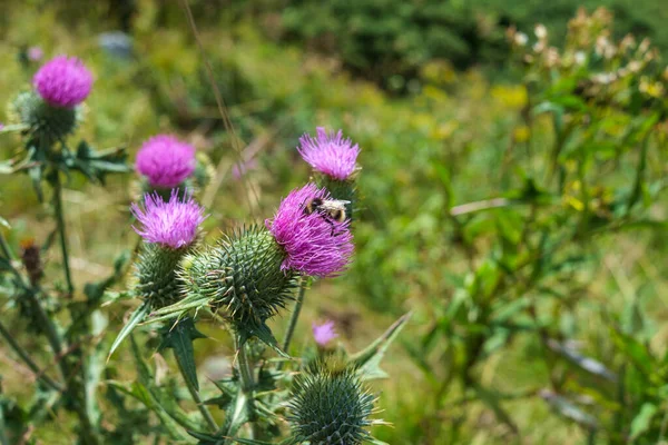 Egy Gyönyörű Cardoon Növény — Stock Fotó