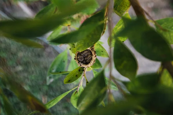 Симпатичные Колибри Гнездятся Крошечном Круглом Гнезде Видимом Сквозь Листья — стоковое фото