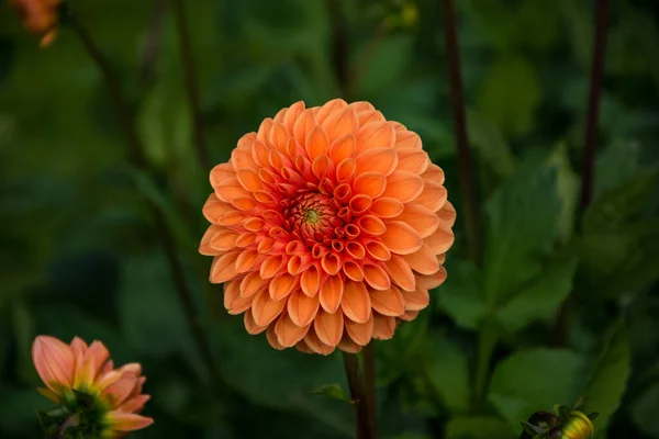 Gros Plan Une Fleur Orange Dahlia Dans Jardin Sous Lumière — Photo