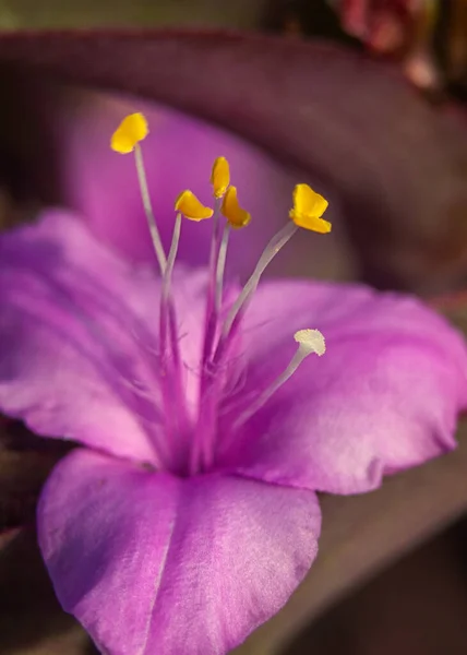 Ένα Κοντινό Πλάνο Ενός Όμορφου Μοβ Μελάστωμου Λουλουδιού Έναν Κήπο — Φωτογραφία Αρχείου
