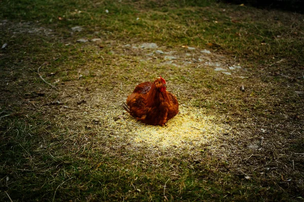 農地で鶏の背の高い角度のショット — ストック写真