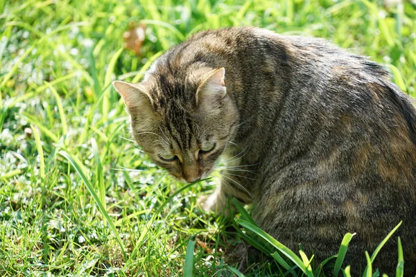 Tiro Close Gato Sentado Grama Com Fundo Borrado — Fotografia de Stock