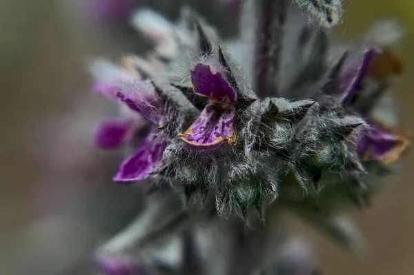 Une Macro Photo Fleurs Violettes Sauvages Étonnantes Lumbago Sommeil Noircissant — Photo