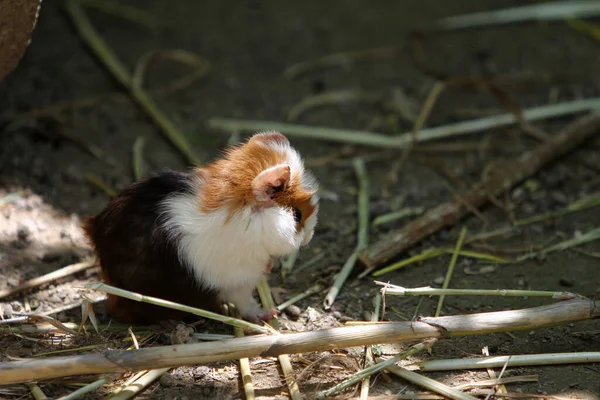 Egy Közeli Felvétel Egy Aranyos Színes Hörcsögről Szabadban — Stock Fotó