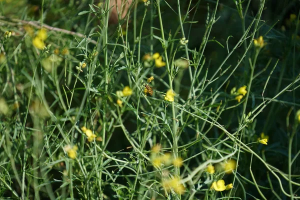 Die Biene Bestäubt Die Gelben Blüten — Stockfoto