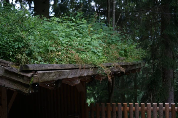 Nahaufnahme Eines Daches Mit Pflanzen — Stockfoto