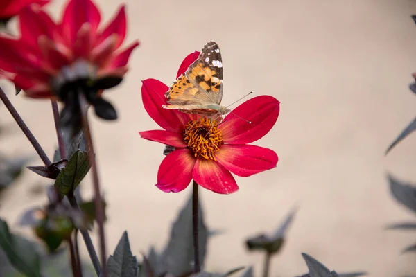 Beau Cliché Une Fleur Rose Papillon Sur Fond Flou — Photo