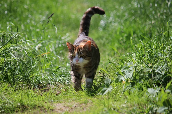 Lovitură Closeup Unui Pisoi Drăguț Care Merge Iarbă — Fotografie, imagine de stoc