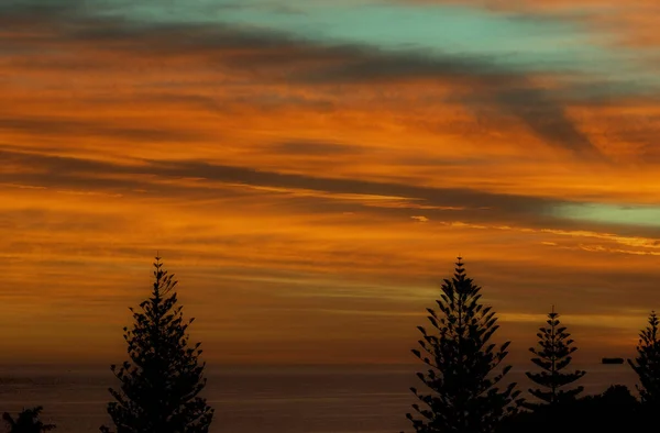 黄金の夕焼け空の下の木々のシルエット — ストック写真
