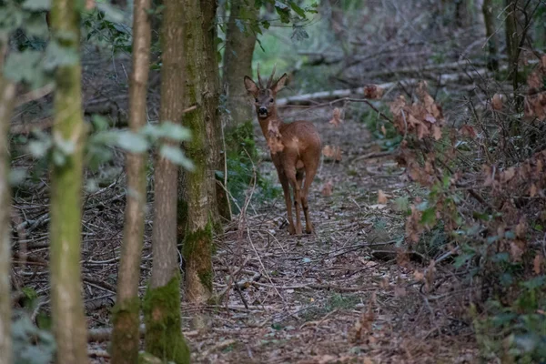 Cerf Dans Les Bois Capturé Pendant Journée — Photo