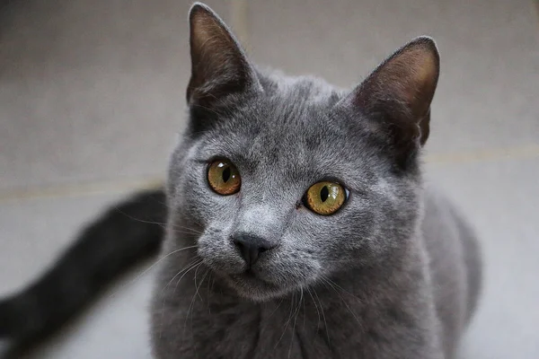 灰色の英国の短毛猫の閉鎖的な水平ショット — ストック写真